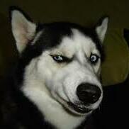 Team Page: Snarky Pups